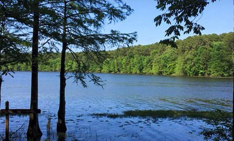 Lake bordered by trees